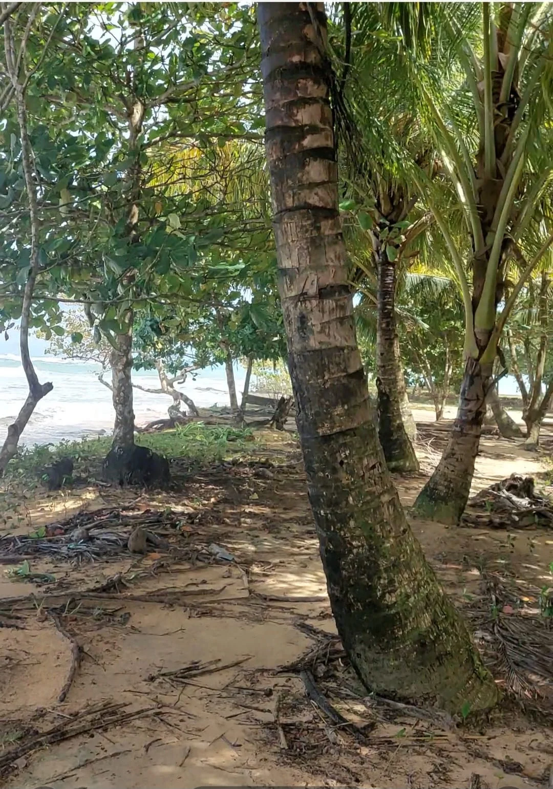 Costa Caribeña
